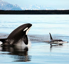 Whales in Kenai Fjords National Park